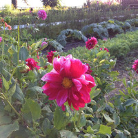 LA in Bloom | The Garden at Esalen, Big Sur