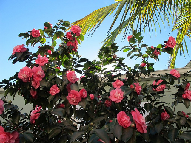 Tree to Table Camellias - LA in Bloom