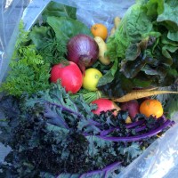 An example of Summerland's weekly bounty , including apples, onions, kale, carrots and more.